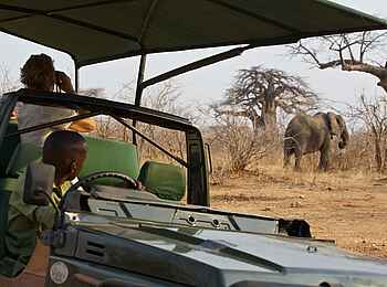 Ruaha River Lodge: Elefant beim Game Drive Ruaha River Lodge: Elefant beim Game Drive