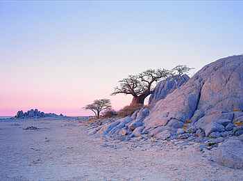 San Camp: Gebeugter Baobab auf Kubu Island