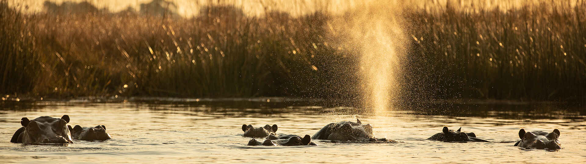 Selinda Camp: Flusspferde