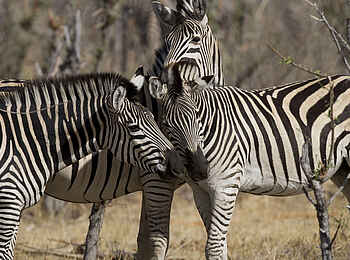 The Hide: Zebras The Hide: Zebras