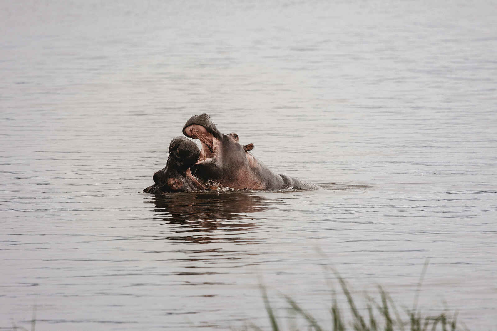 Wilderness Magashi Peninsula: Nilpferde im Wasser Wilderness Magashi Peninsula: Nilpferde im Wasser