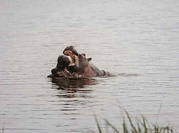 Wilderness Magashi Peninsula: Nilpferde im Wasser