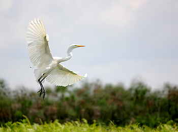 2 Friends Beach Hotel: Western Great Egret
