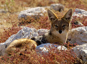 Canyon Lodge: Schakal