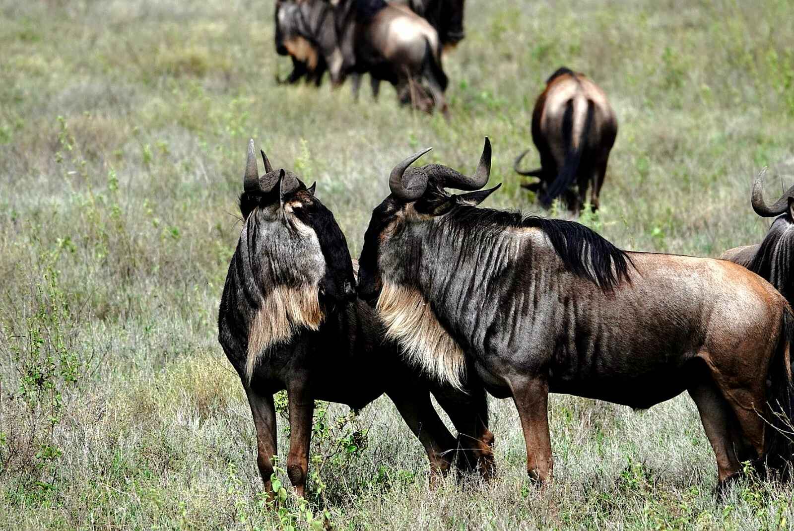 Gnus in der Serengeti Gnus in der Serengeti