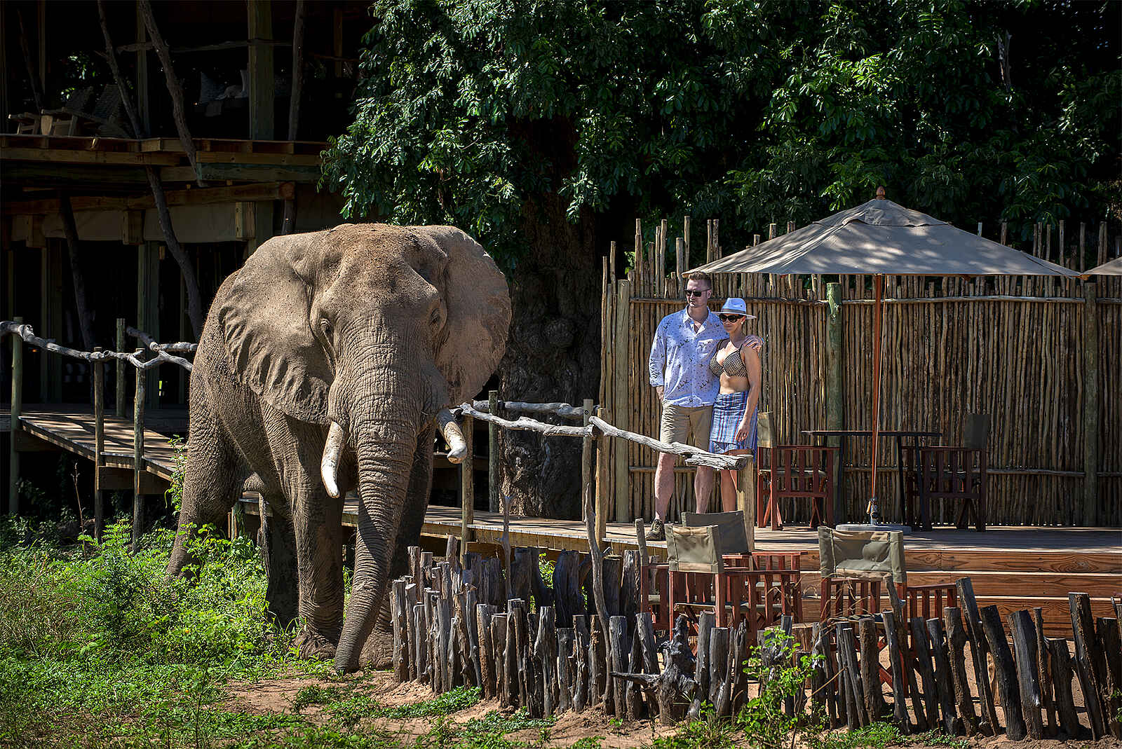 Nyamatusi Camp: Elefant im Camp Nyamatusi Camp: Elefant im Camp