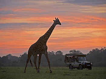 Sanctuary Olonana: Giraffe vor Abendhimmel Sanctuary Olonana: Giraffe vor Abendhimmel