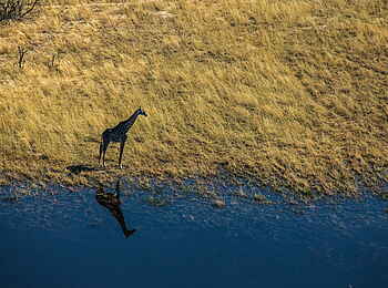 Selinda Camp: Giraffe am Fluss