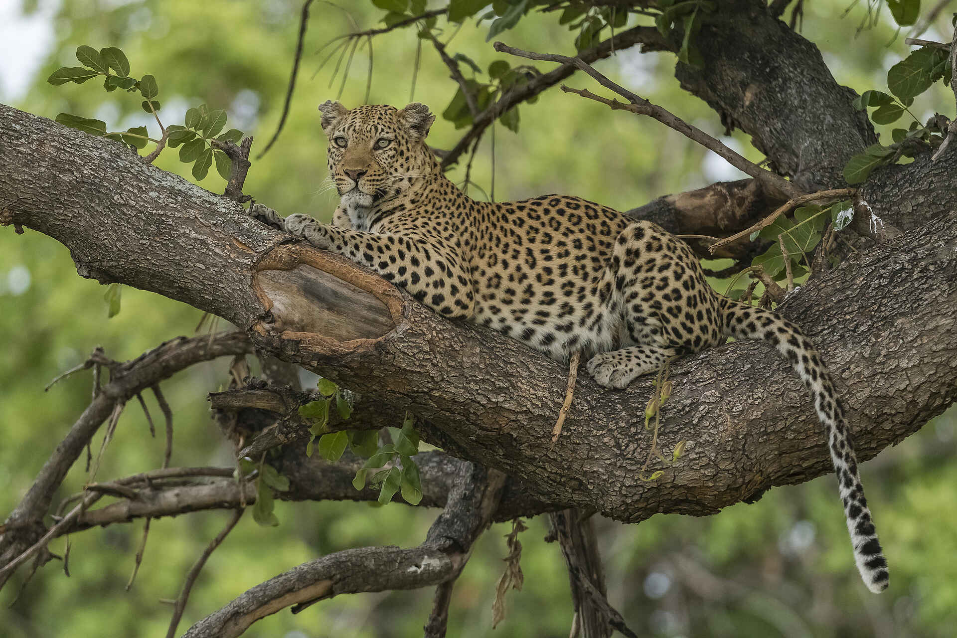 Xigera Safari Lodge: Leopardin