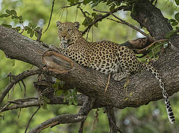 Xigera Safari Lodge: Leopardin Xigera Safari Lodge: Leopardin