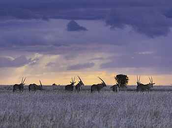andBeyond Suyian Lodge: Oryx Herde andBeyond Suyian Lodge: Oryx Herde