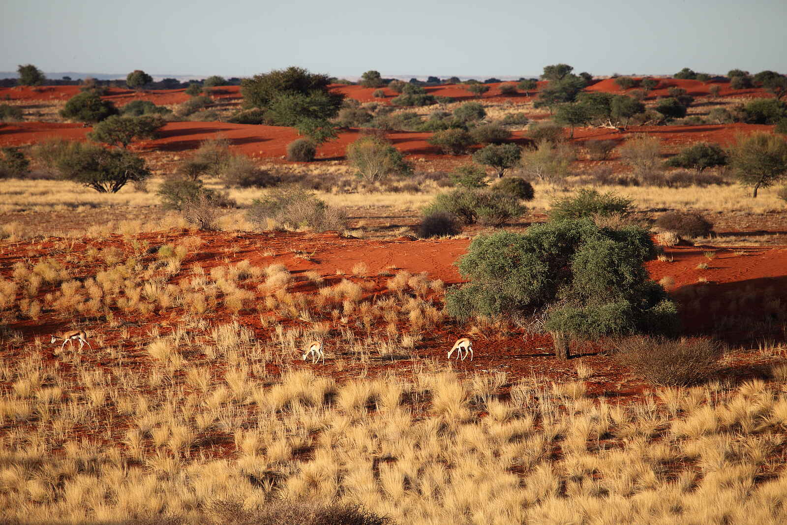 Bagatelle Kalahari Game Ranch: Antilopen im Dünental Bagatelle Kalahari Game Ranch: Antilopen im Dünental