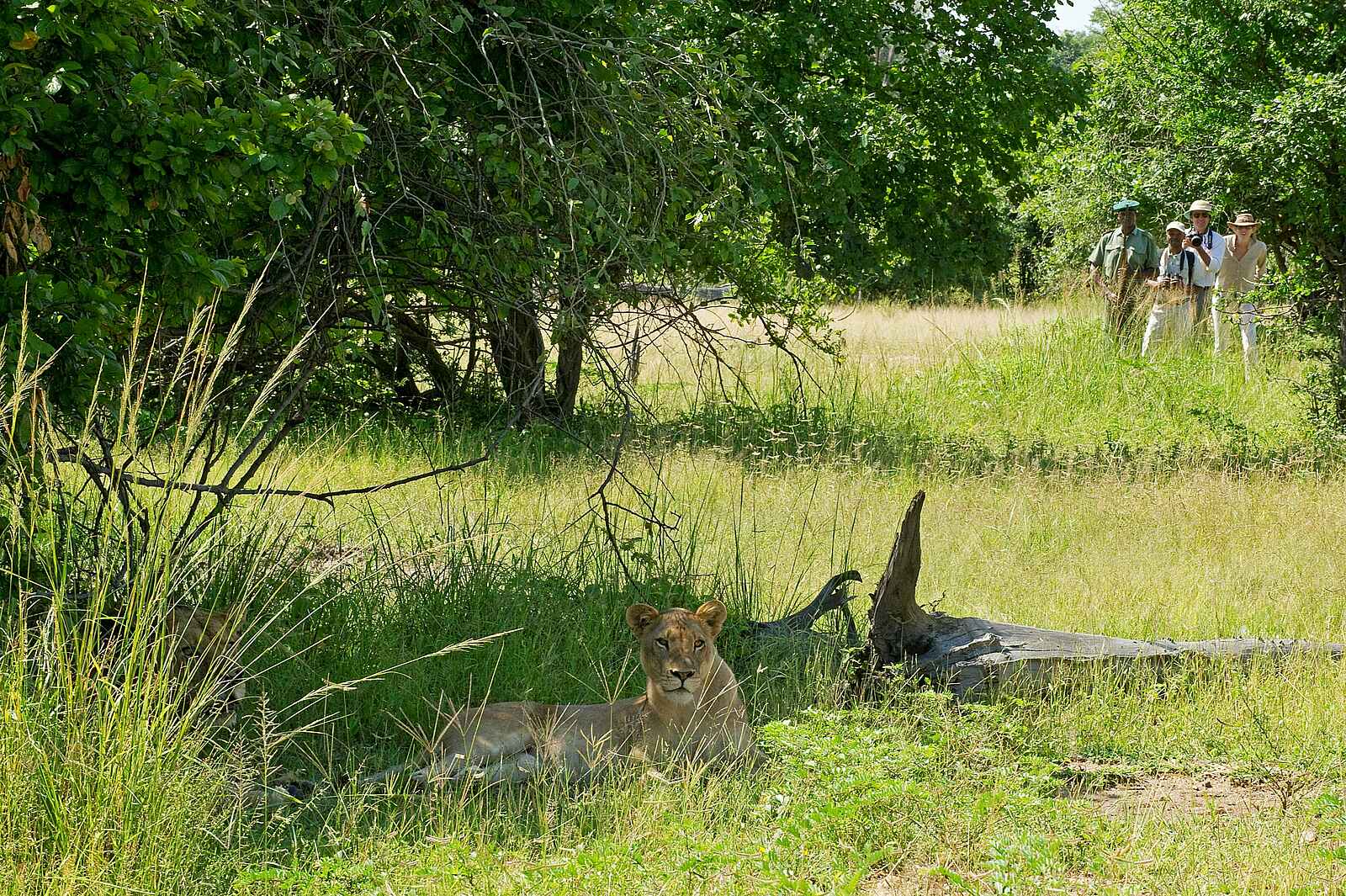 Chichele Presidential Lodge: Walking Safari in Löwennähe Chichele Presidential Lodge: Walking Safari in Löwennähe