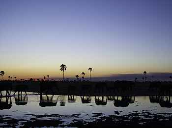 Davison's Camp: Elefantenreflektionen Davison's Camp: Elefantenreflektionen