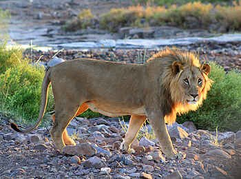 Etendeka Mountain Camp: Löwen Etendeka Mountain Camp: Löwen