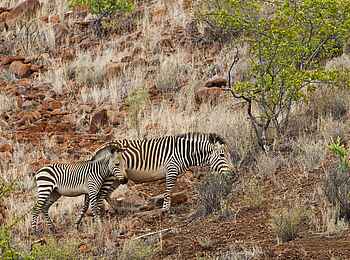 Grootberg Lodge: Bergzebras
