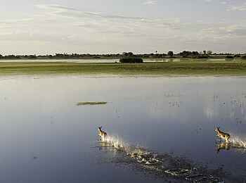 Jacana Camp: Rote Moorantilopen im Wasser Jacana Camp: Rote Moorantilopen im Wasser