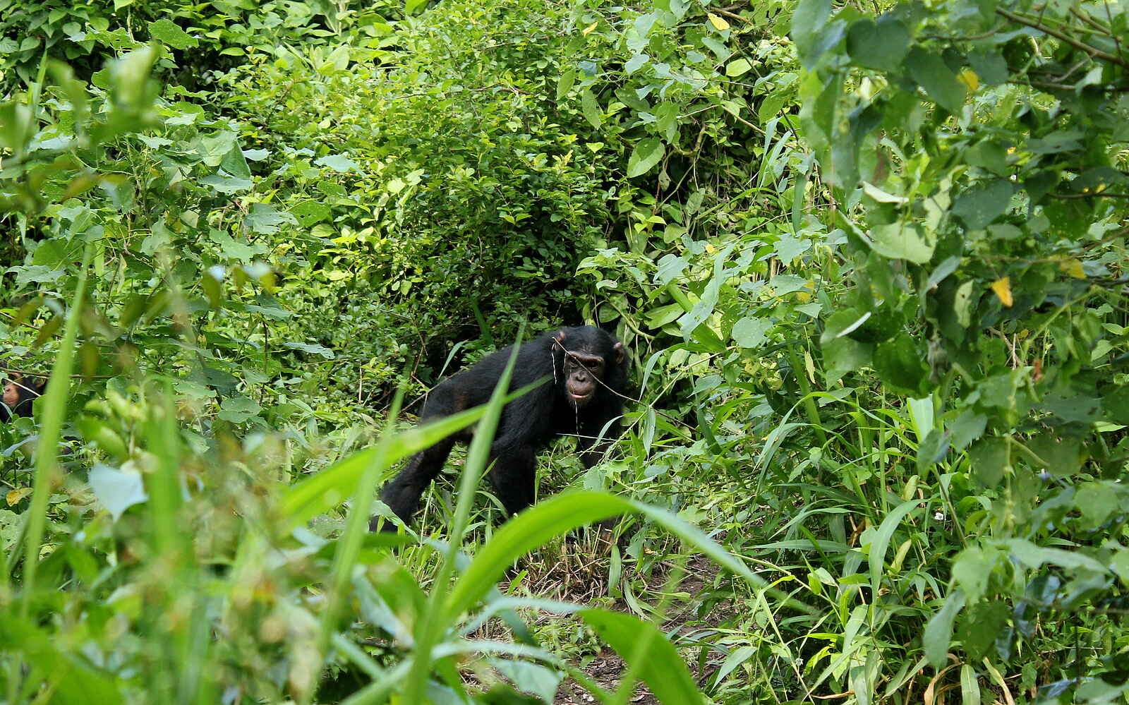 Kasenyi Safari Camp: Schimpanse in der Kyambura Gorge Kasenyi Safari Camp: Schimpanse in der Kyambura Gorge