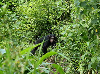 Kasenyi Safari Camp: Schimpanse in der Kyambura Gorge