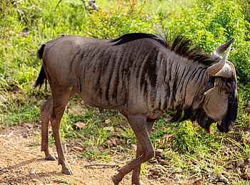 Last Word Madikwe Lodge: Gnu