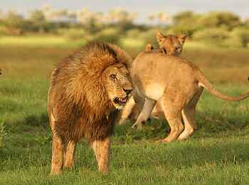 Machaba Camp: Löwenmännchen Machaba Camp: Löwenmännchen