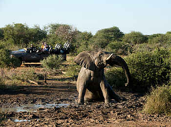 Madikwe Safari Lodge Kopano: Pirschfahrt