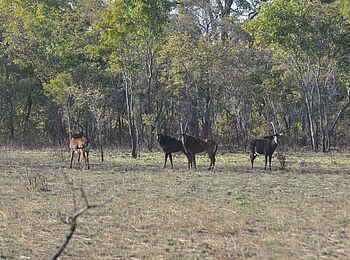 Nanzhila Plains Safari Camp: Eine Gruppe Rappenantilopen Nanzhila Plains Safari Camp: Eine Gruppe Rappenantilopen