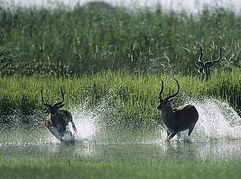 North Island Okavango Safari Camp: Lechwe