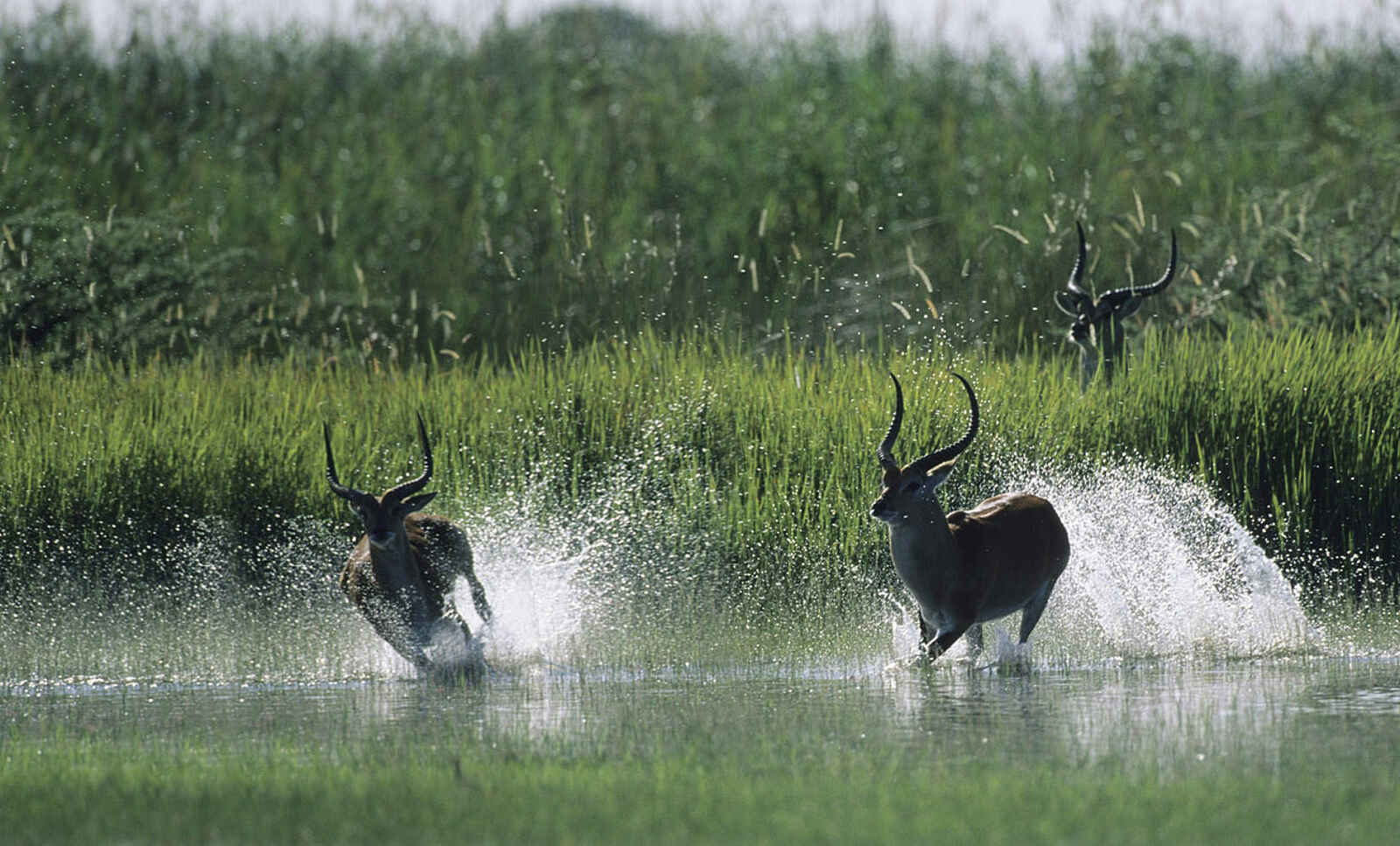 North Island Okavango Safari Camp: Lechwe North Island Okavango Safari Camp: Lechwe