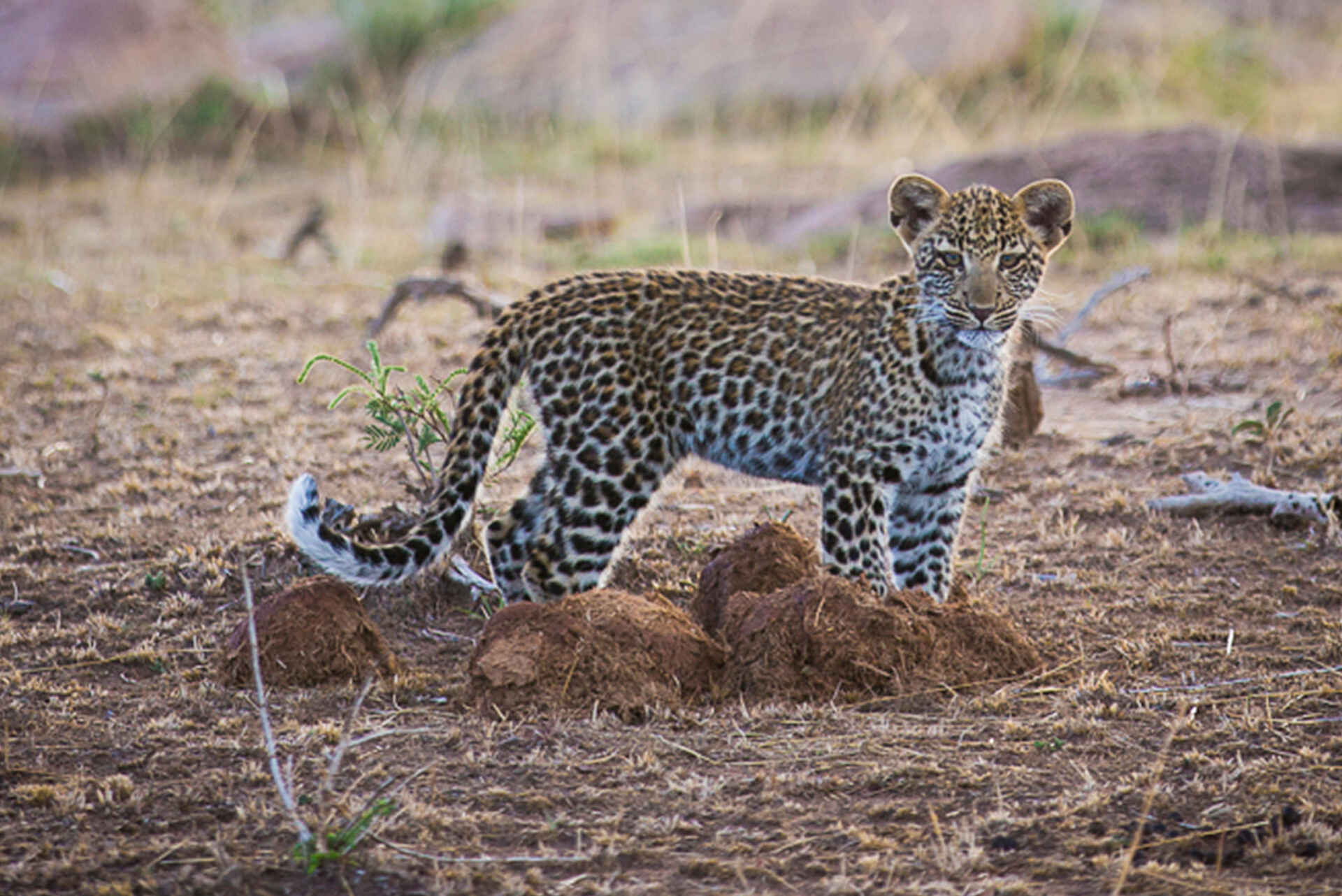 Olakira Migration Camp: Leopard