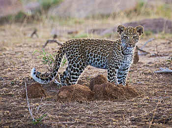 Olakira Migration Camp: Leopard