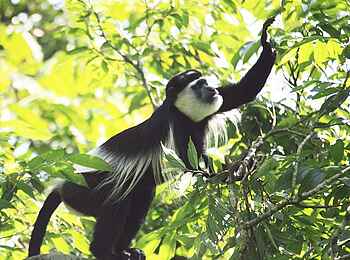 Primate Lodge Kibale: Schwarz-weißer Stummelaffe