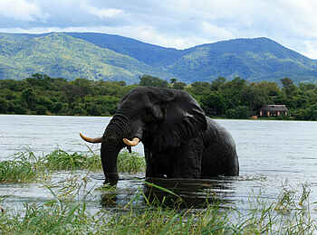 Royal Zambezi Lodge: Badender Elefant vor der Lodge