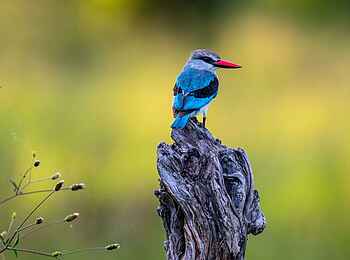 Saguni Safari Lodge: Eisvogel Saguni Safari Lodge: Eisvogel