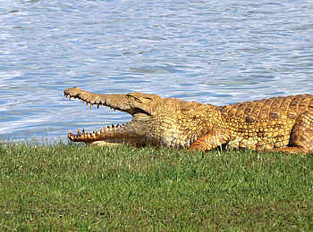 Selous Impala Camp: Krokodil