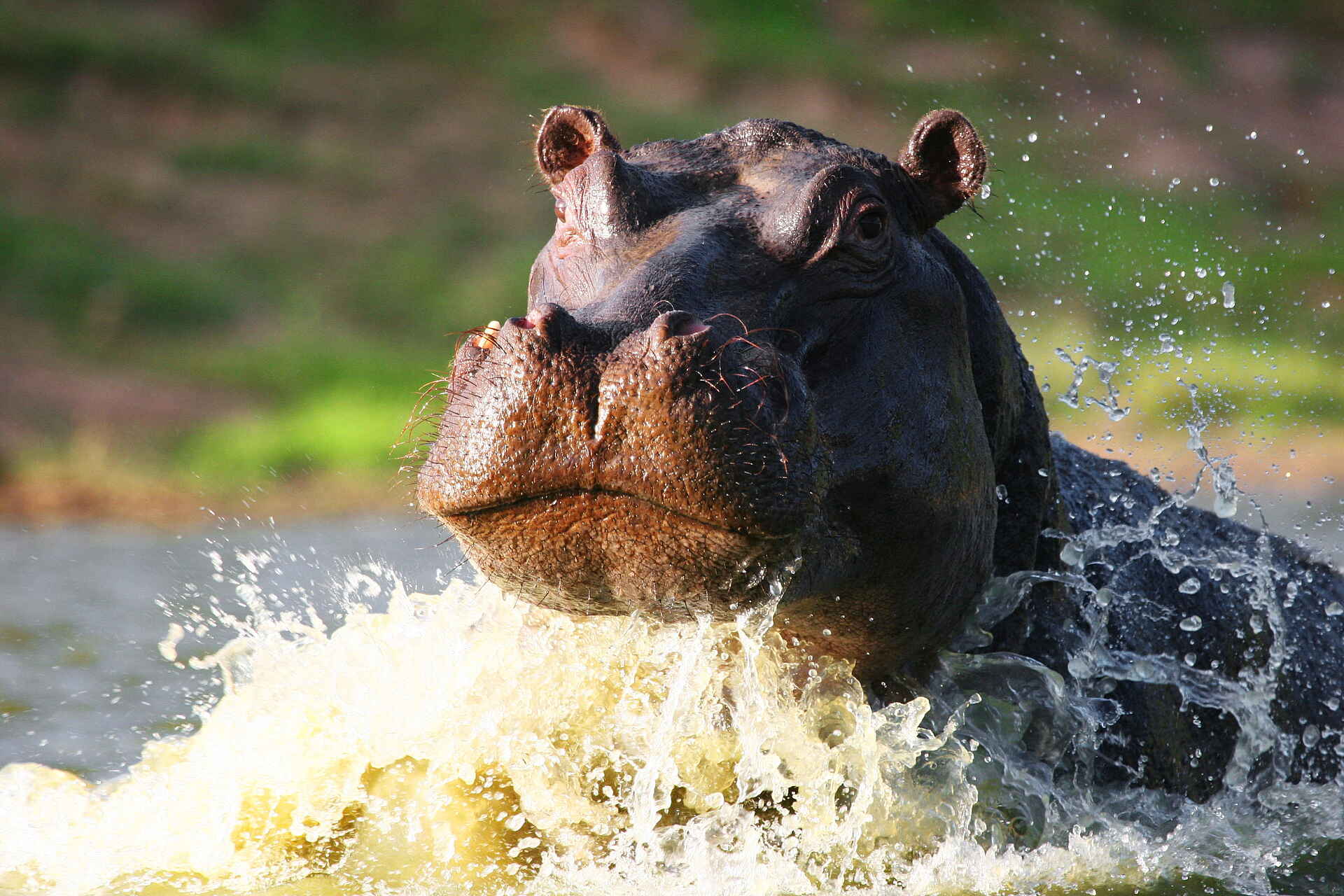 Sindile Luxury Tented Camp: Ein Nilpferd