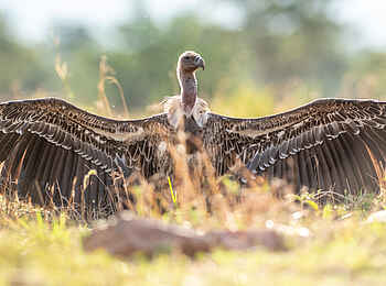 Singita Sasakwa: Geier