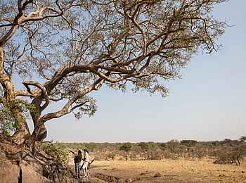 Kusini Serengeti Camp: Entdeckungen auf Wandersafari