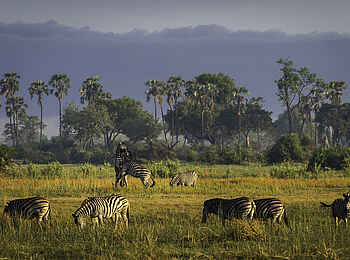 Mombo Camp: Zebras vor Palmen Mombo Camp: Zebras vor Palmen