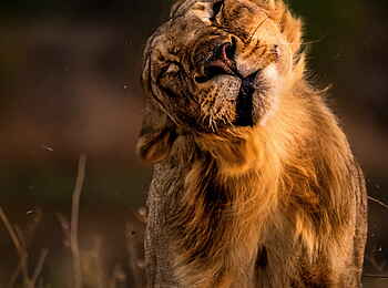 Time + Tide Chongwe: Sich schüttelnde Löwin