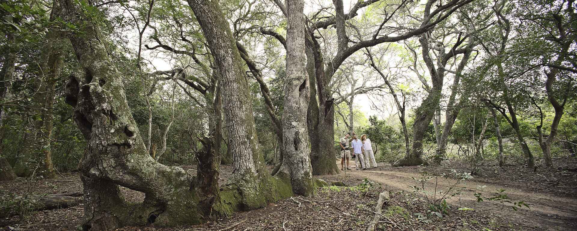 &Beyond, &Beyond Phinda Forest Lodge, &Beyond Phinda Game Reserve, Forest Lodge, iSimangaliso Wetland Park, Phinda, Phinda Forest, Phinda Game Reserve, Phinda Private Game Reserve, Südafrika, Lage, Natur, Sand Forest, Umgebung, Unterkunft, Vegetation, Wald, Buschwanderung, Afrikarma, Afrikarma Safaris, Afrikarma Safaris - Wildnis. Hautnah., Afrikarma.de