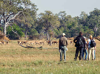 Belmond Eagle Island Lodge: Unter Antilopen Belmond Eagle Island Lodge: Unter Antilopen