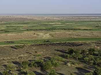 Busanga Bush Camp: Büffelherde aus der Luft Busanga Bush Camp: Büffelherde aus der Luft