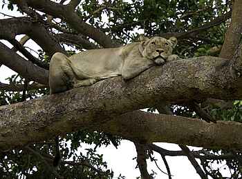 Busanga Bush Camp: PhiLEOsoph Busanga Bush Camp: PhiLEOsoph