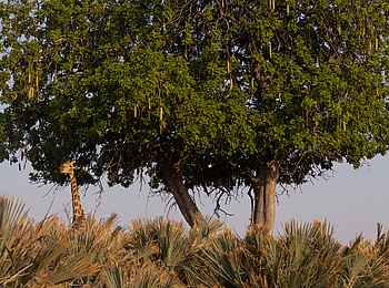 Camp Tawana: Giraffe