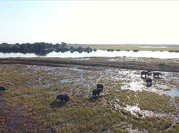 Chobe Water Villas: Pirschfahrt