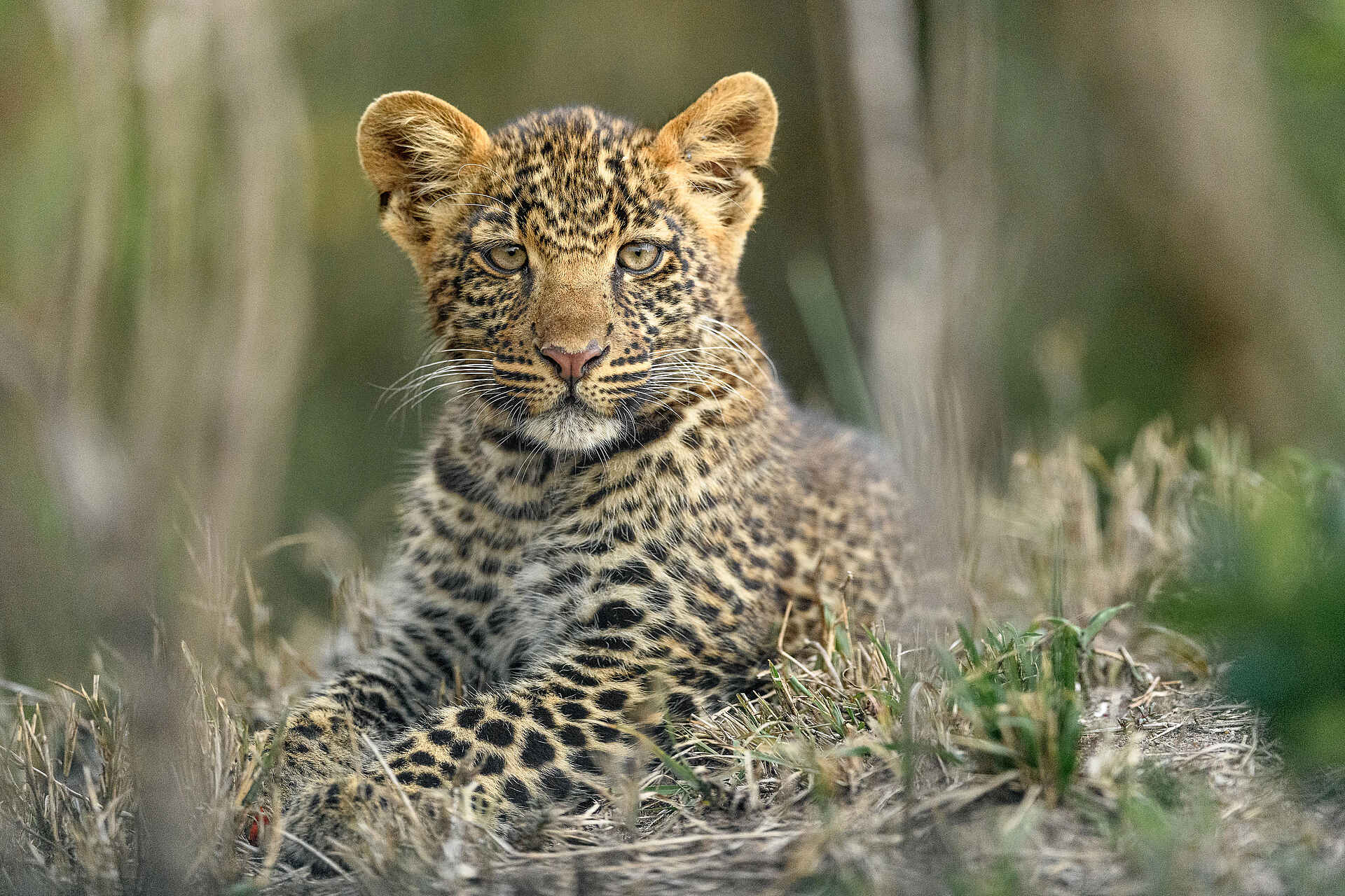 Entim Private Wing Camp: Junger Leopard