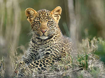 Entim Private Wing Camp: Junger Leopard Entim Private Wing Camp: Junger Leopard