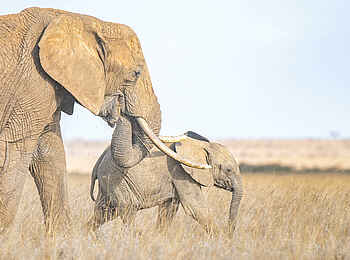 Governors' Mugie: Mutter mit Baby Governors' Mugie: Mutter mit Baby