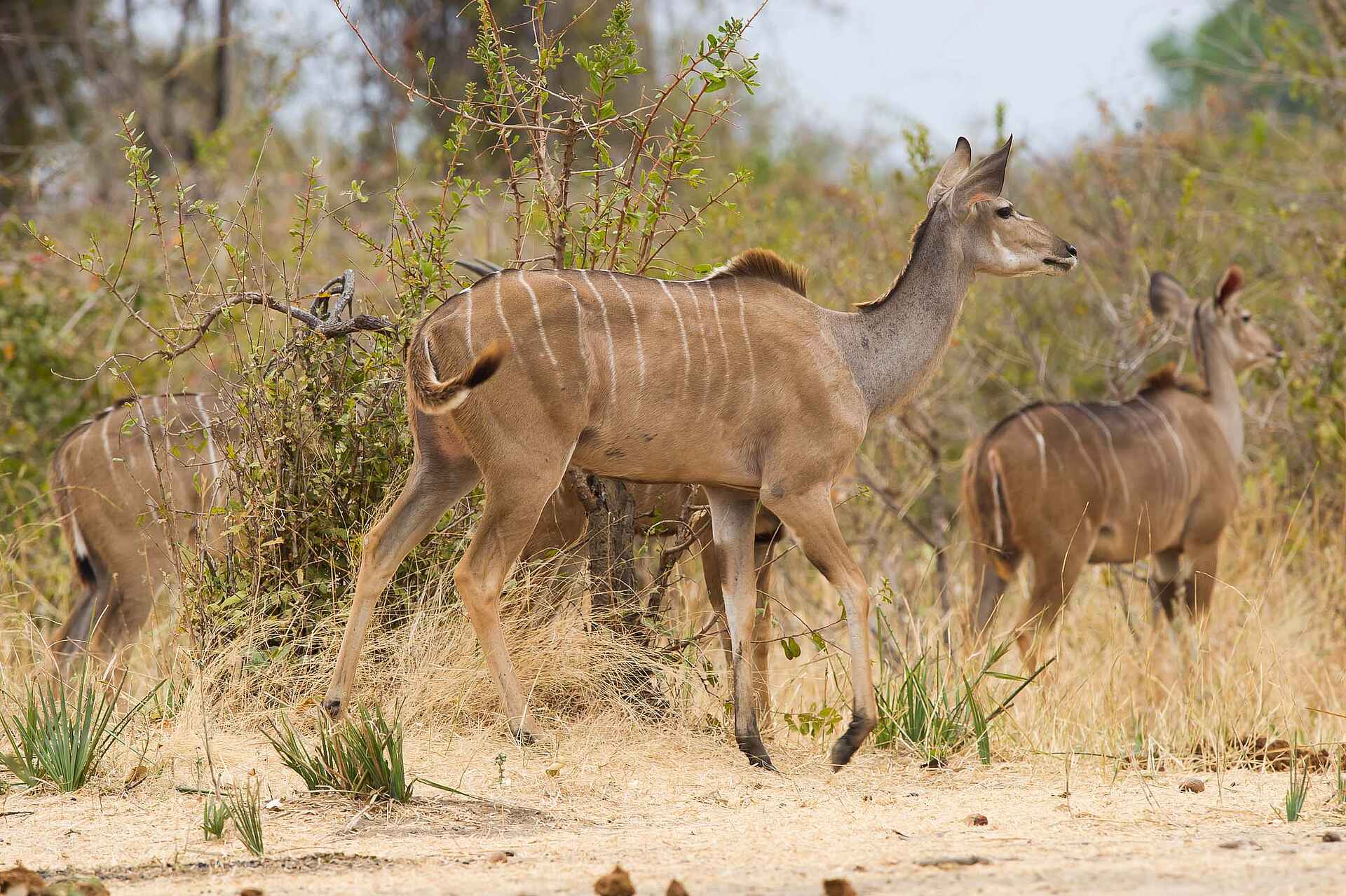 Jabali Ridge Camp: Wen wittert das Kudu? Jabali Ridge Camp: Wen wittert das Kudu?